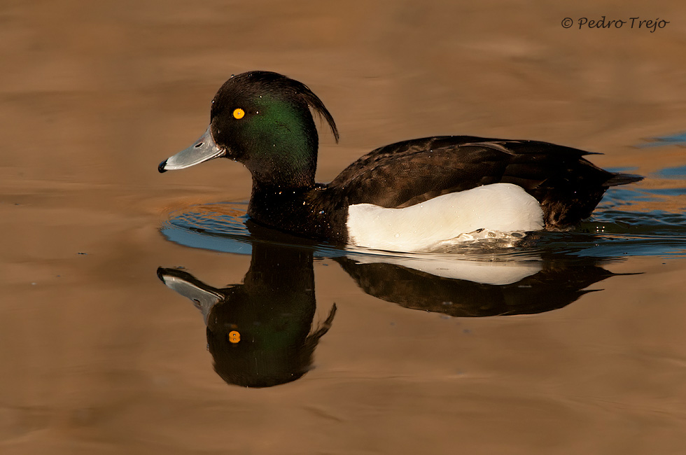 Porrón muñudo (Aythya fuligula)